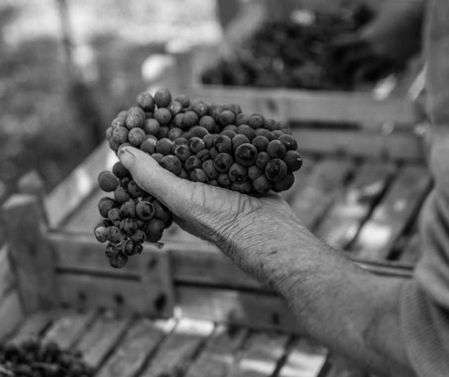 Foto Vintage uva raccolta - monte castelon valpolicella